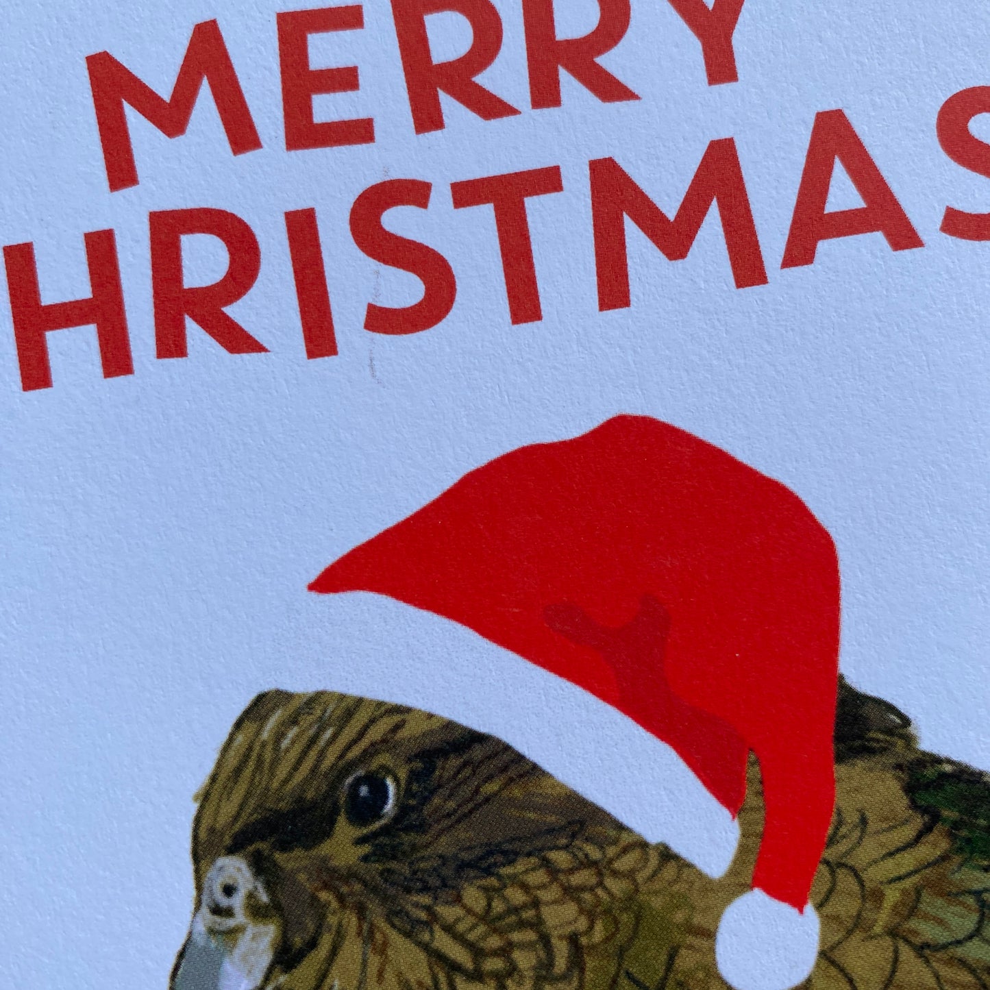 Christmas Kea